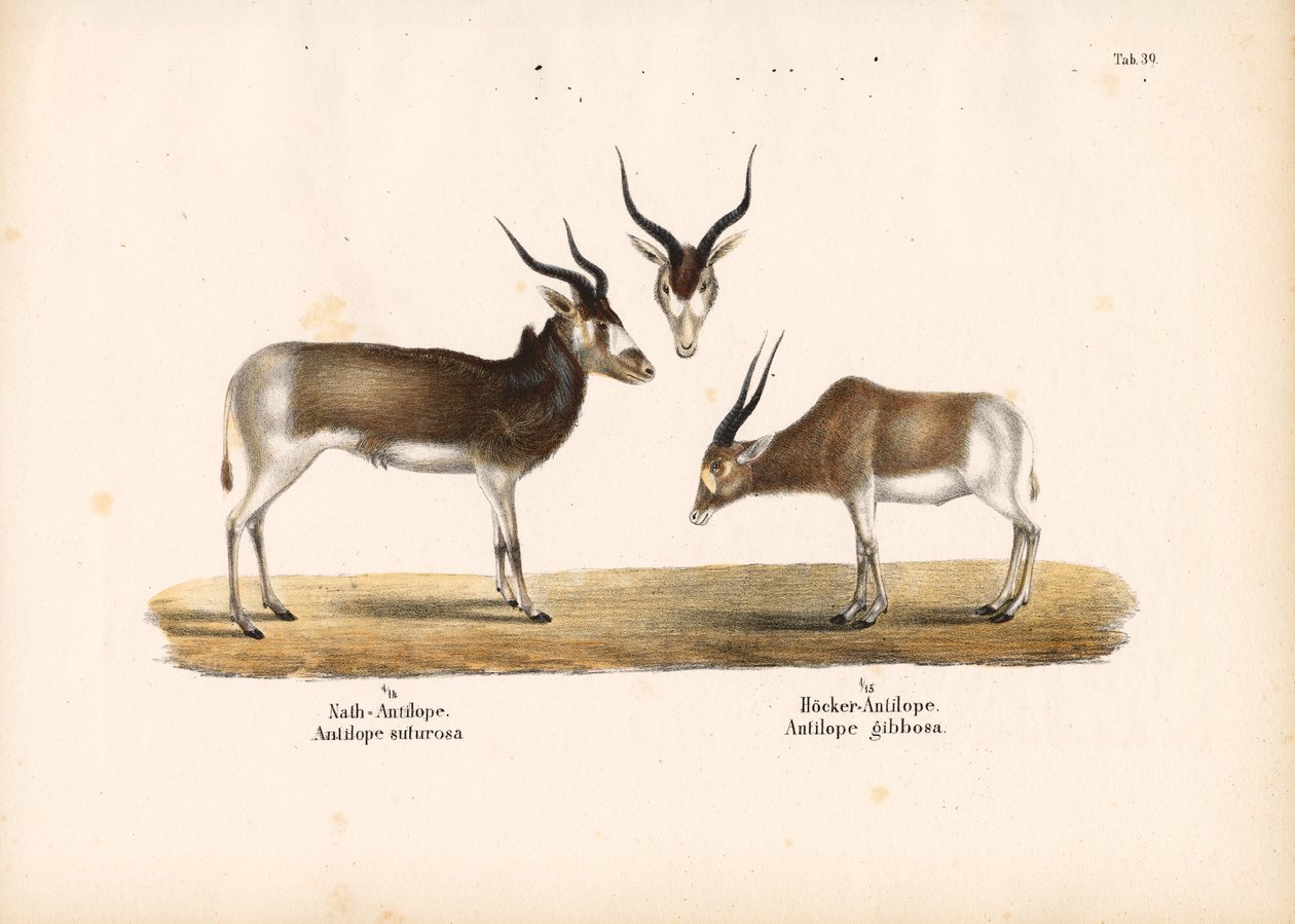 Addax and Bontebok Antelopes by Conrad Kull
