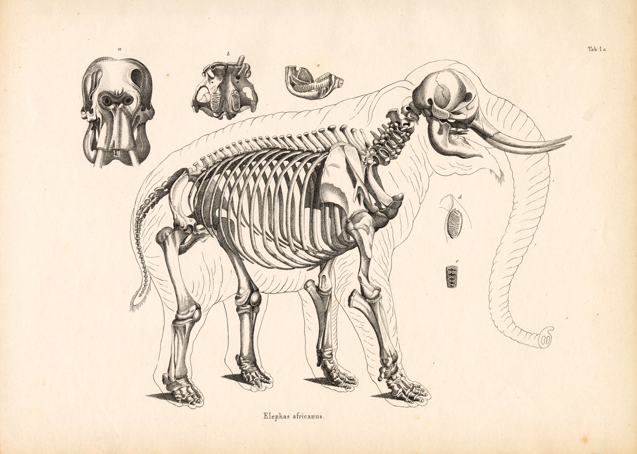 African Elephant Skeletal Anatomy by Conrad Kull