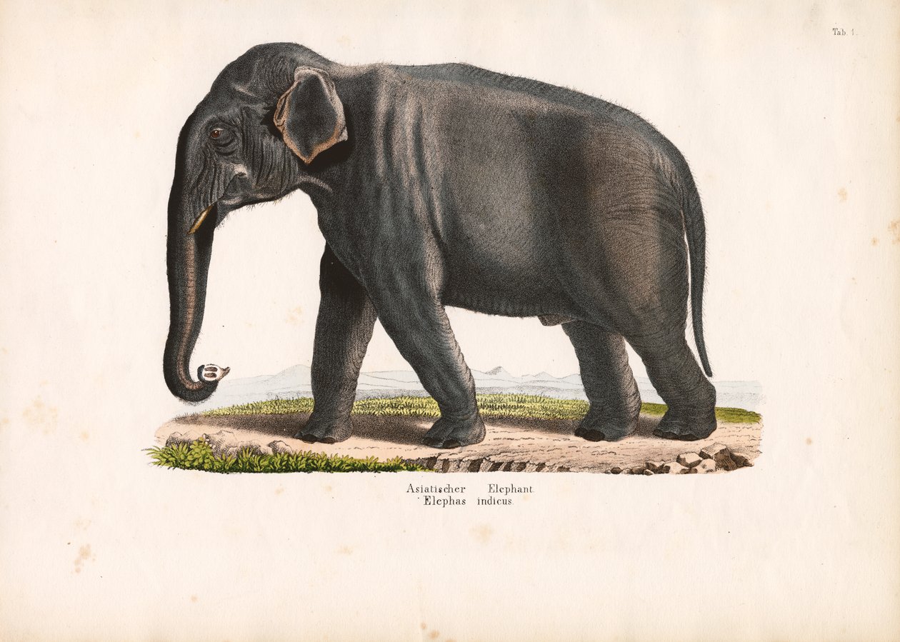 Asian Elephant by Conrad Kull