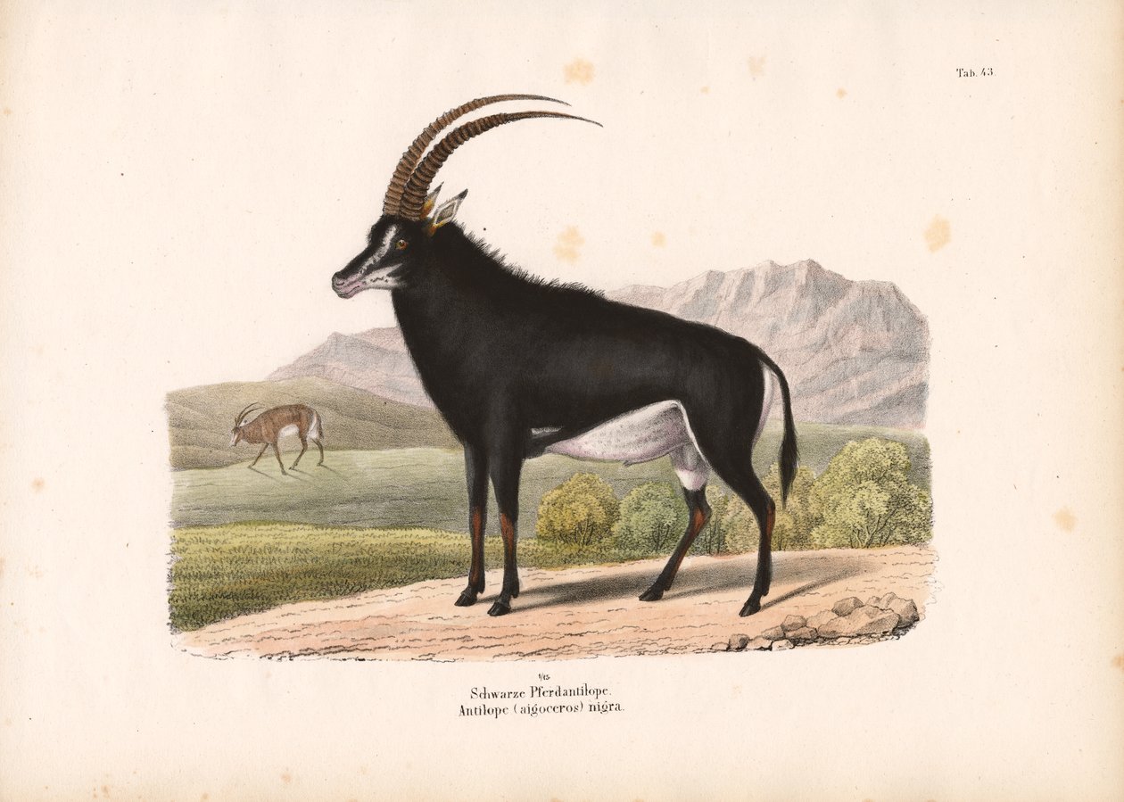 Black Horse Antelope by Conrad Kull