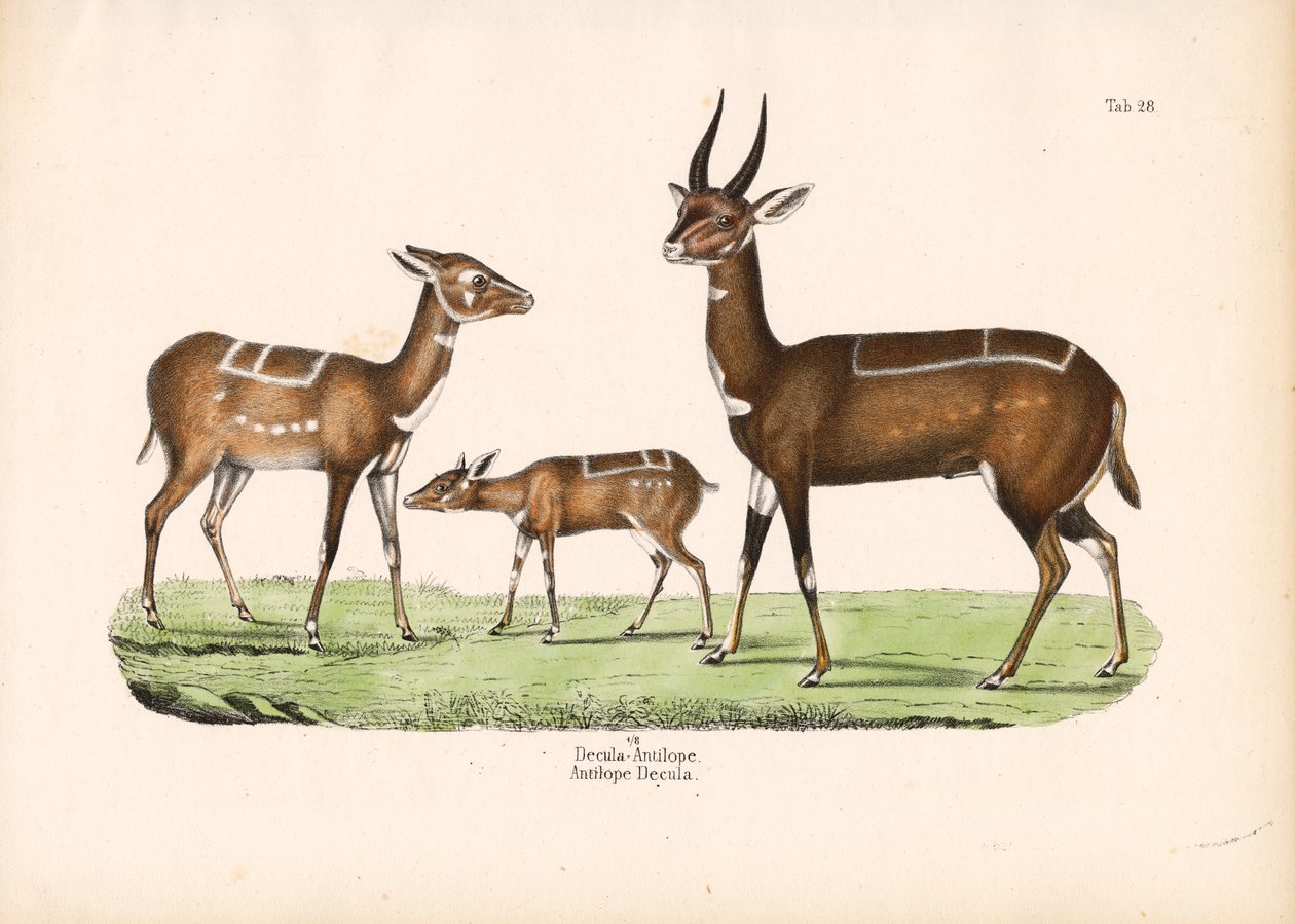 Bushbuck with Young by Conrad Kull