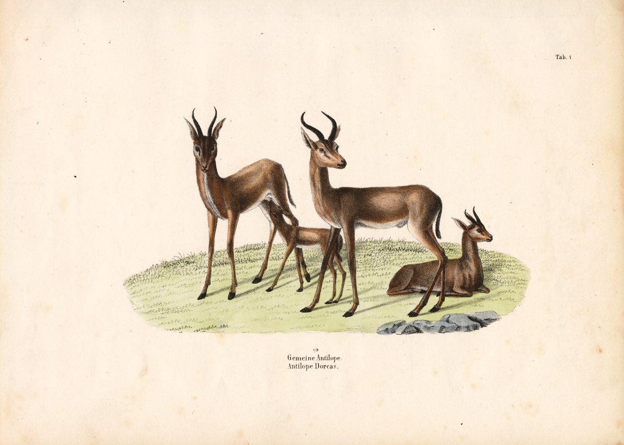 Common Gazelle in Family Group by Conrad Kull