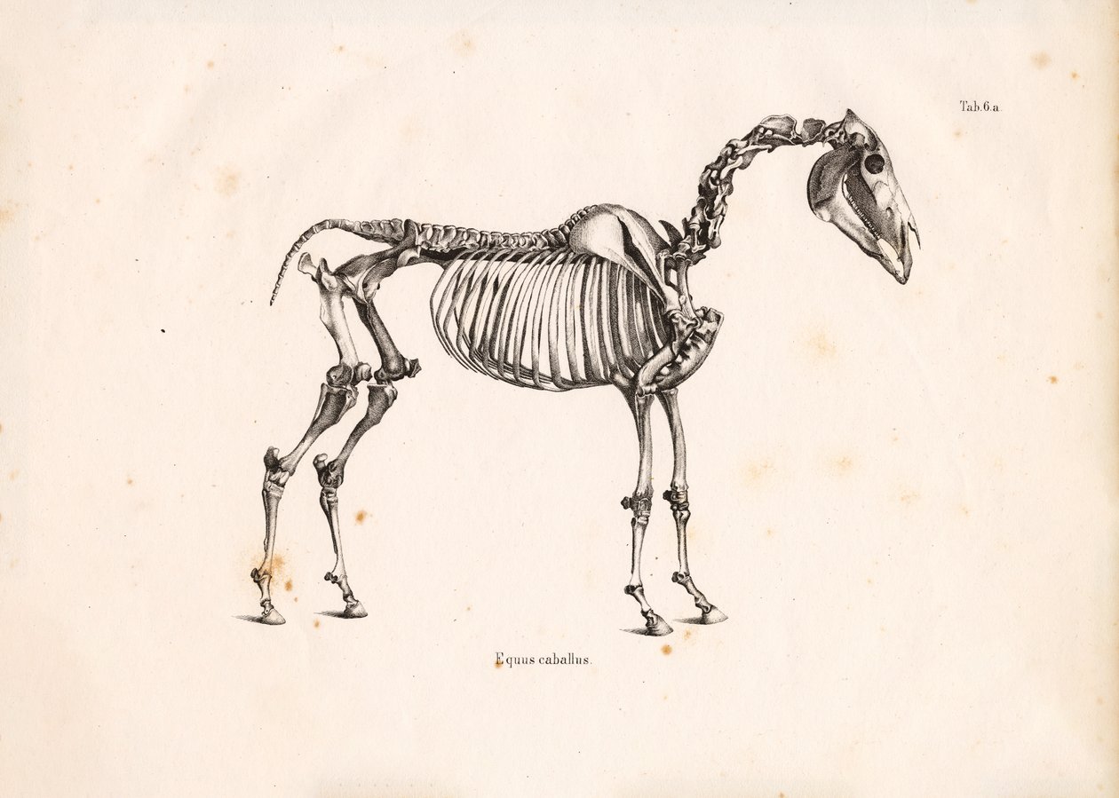 Horse Skeleton by Conrad Kull