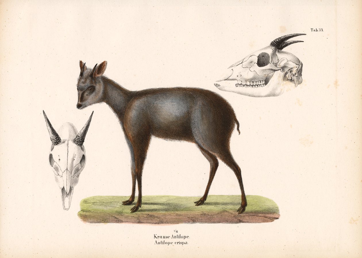Impala with Skull Representations by Conrad Kull