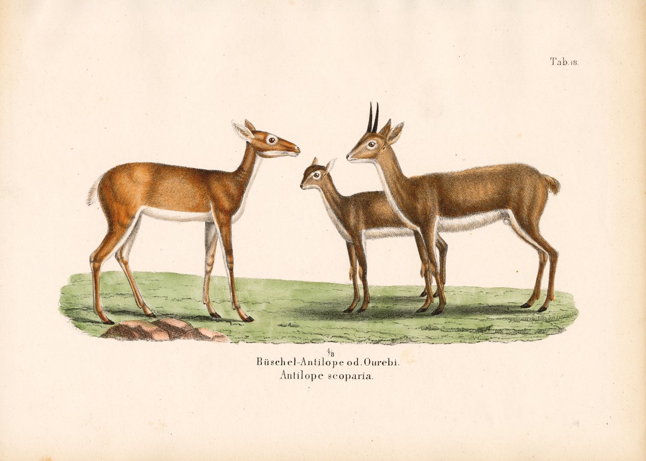 Oribi Antelopes in Family by Conrad Kull