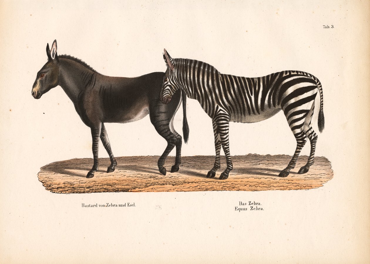 Plains Zebra and Zebra-Donkey Hybrid by Conrad Kull