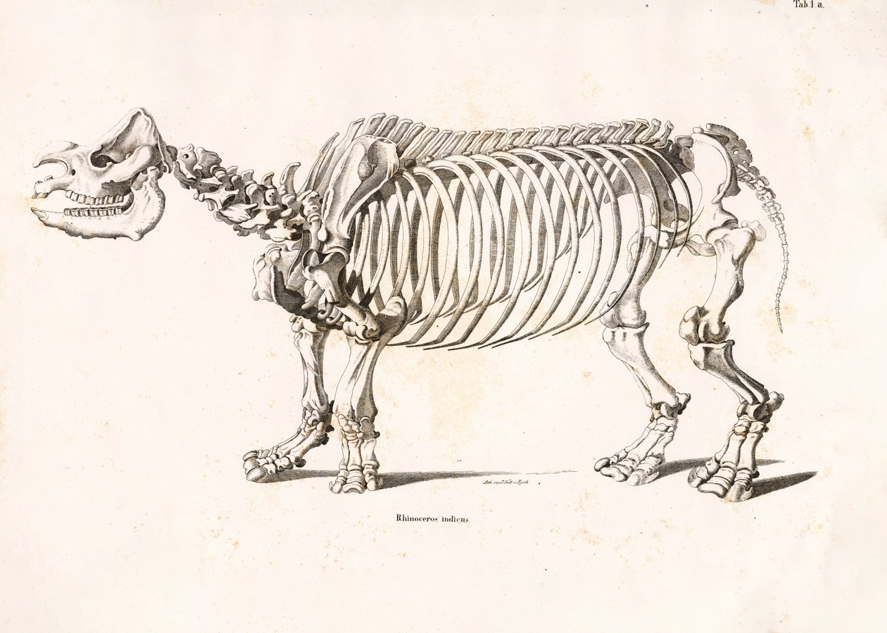 Skeleton of the Indian Rhinoceros by Conrad Kull