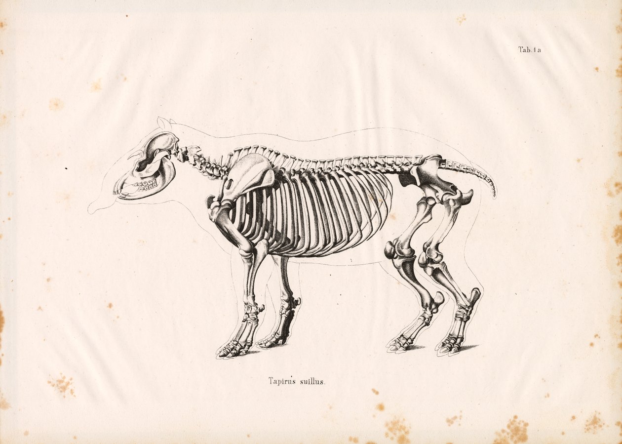 Skeleton of the Lowland Tapir by Conrad Kull