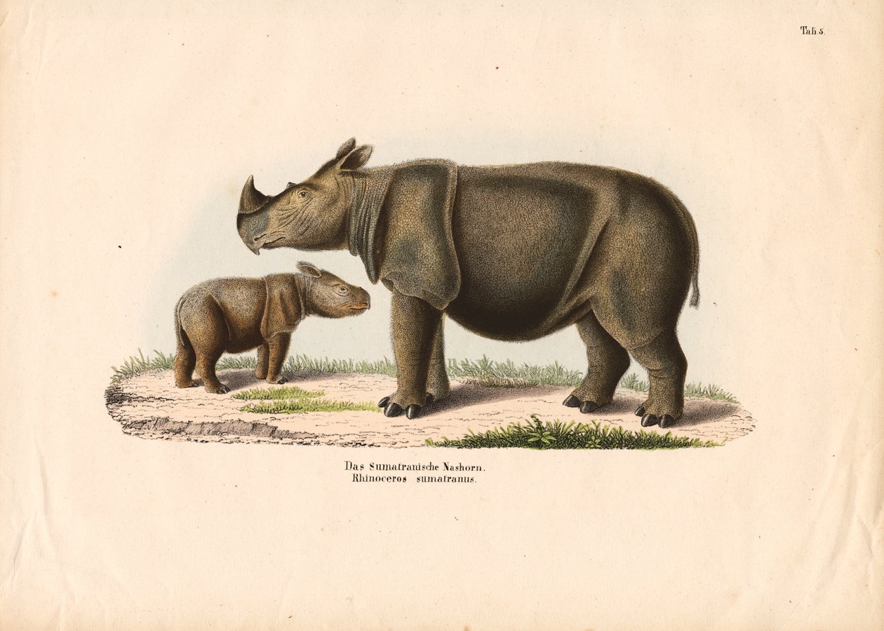 Sumatran Rhinoceros with Calf by Conrad Kull
