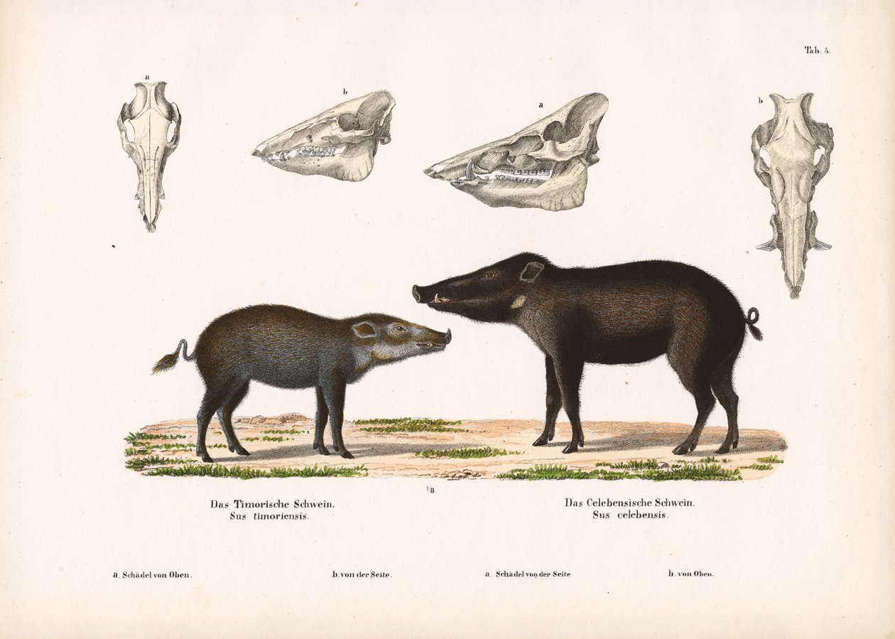 Timor Pig and Celebes Pig with Skull Views by Conrad Kull