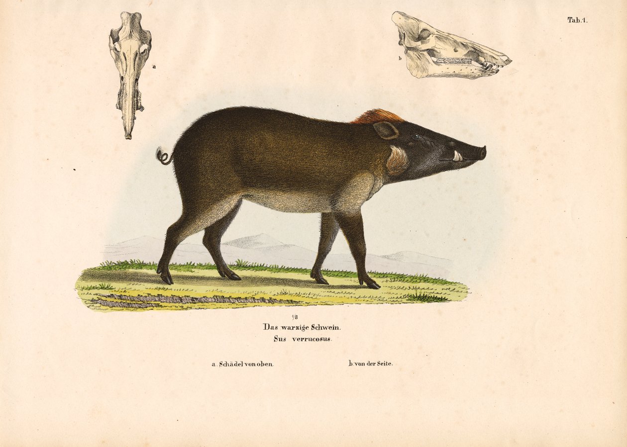 Warthog by Conrad Kull