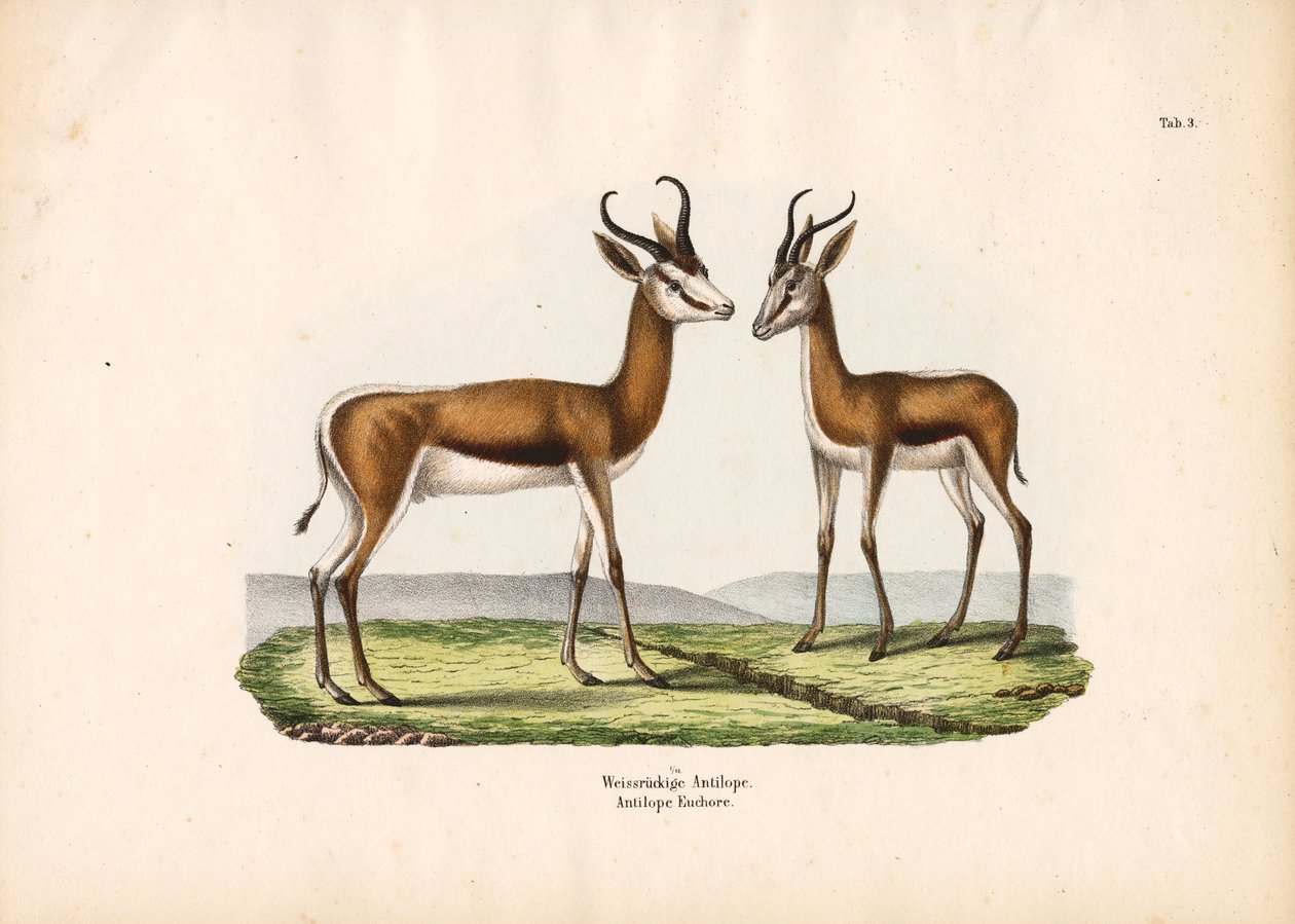 White-backed Antelope as a Pair by Conrad Kull