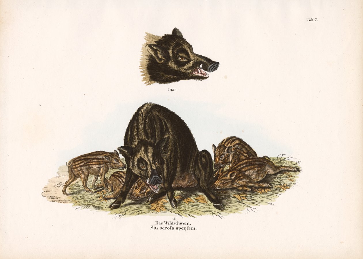 Wild Boar with Piglets by Conrad Kull