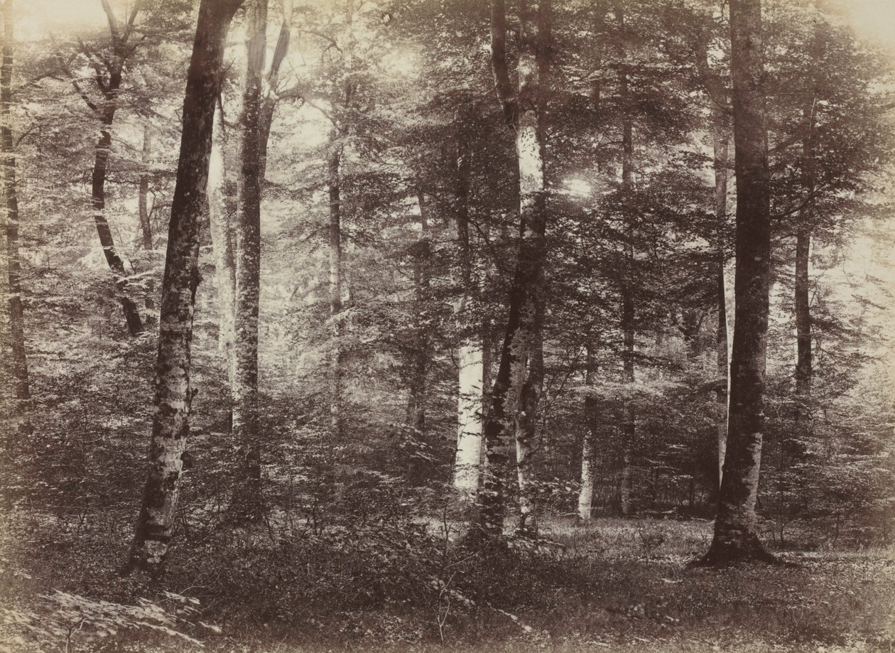Untitled The Forest of Fontainbleau by Constant Alexandre Famin
