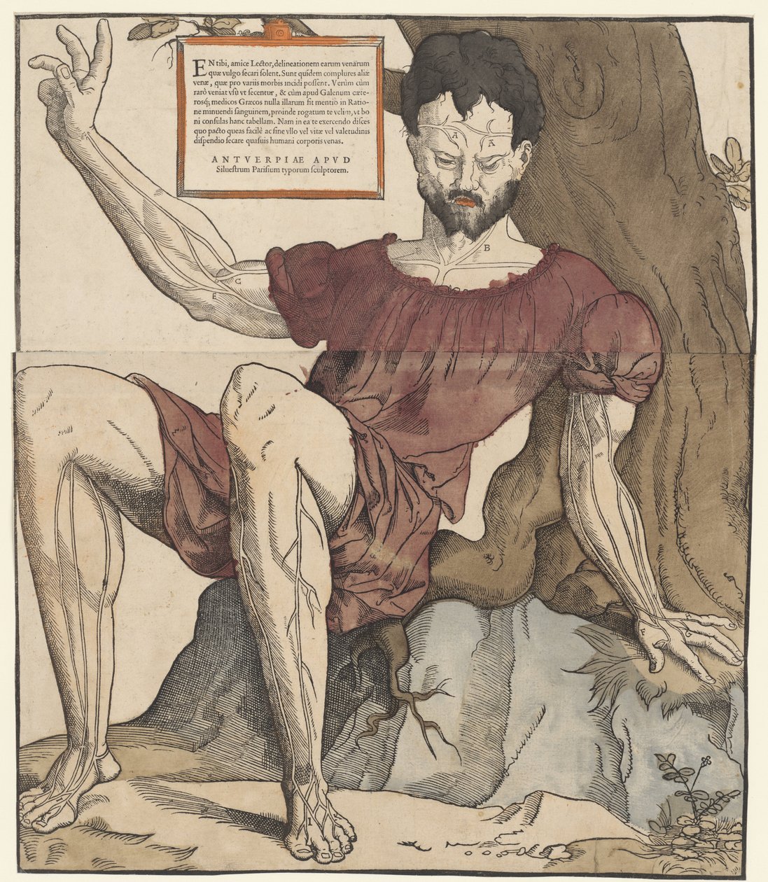 The Veins of the Human Body by Cornelis Anthonisz.