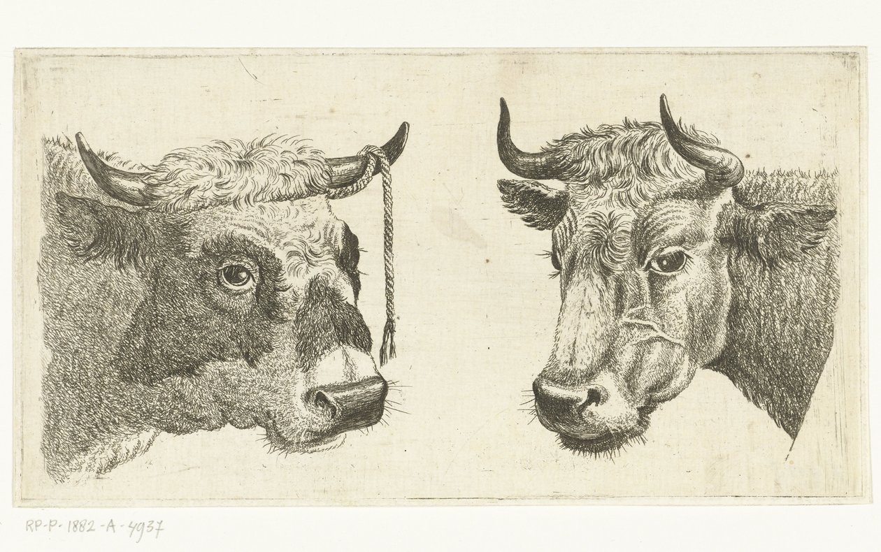 Head of a Bull with Rope on Horn and Head of a Cow by Cornelis  Bisschop