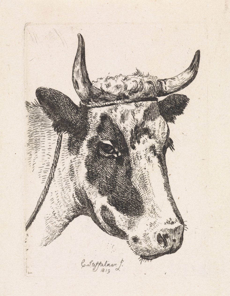 Head of a Spotted Cow (First Suite) by Cornelis Steffelaar