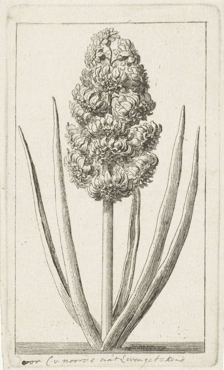 Hyacinth by Cornelis van Noorde