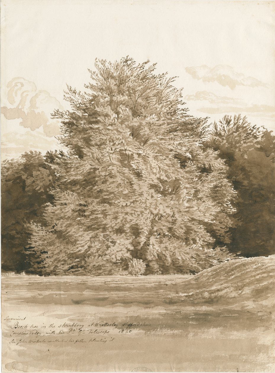 Wrottesley Hall - The Shrubbery by Cornelius Varley