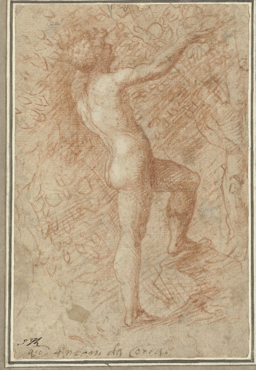 Adam Picking the Apple from the Tree by Correggio