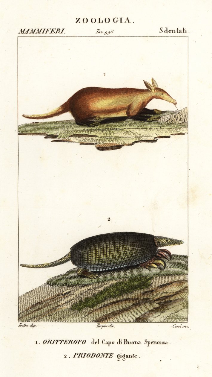 Aardvark and giant armadillo by Corsi Corsi