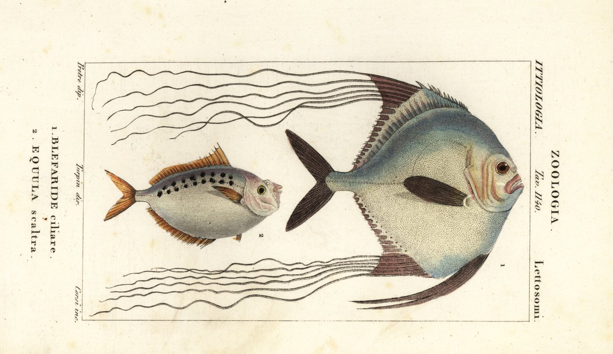 African Pompano, Alectis ciliaris, Blepharis ciliaris, Blefaride ciliare 1 and Ponyfish, Poulain ruse, Leiognathus equulus 2 by Corsi Corsi