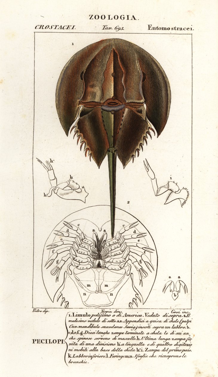 Horseshoe Crab Drawing Hollow Horseshoe Crab Art Box