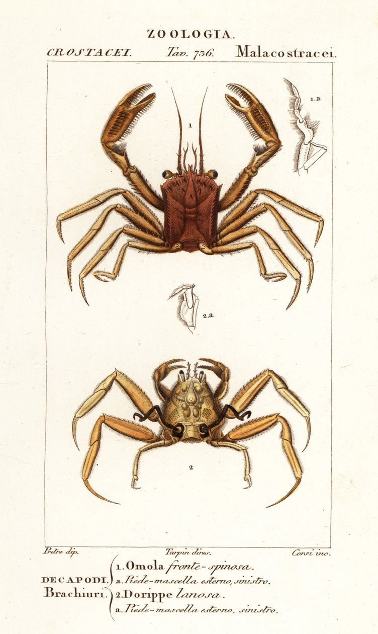 Carrier Crab and Dorripd Crab by Corsi Corsi
