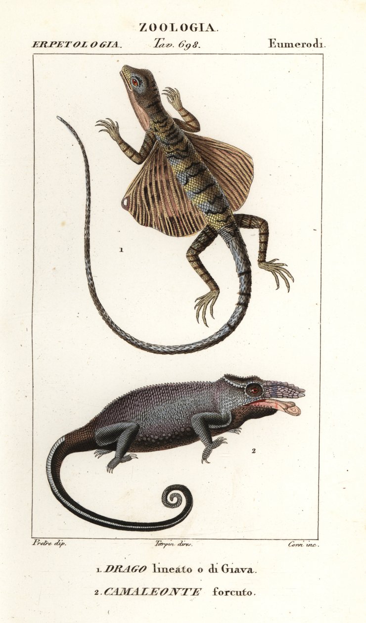 Common Flying Dragon and Two-Horned Chameleon by Corsi Corsi
