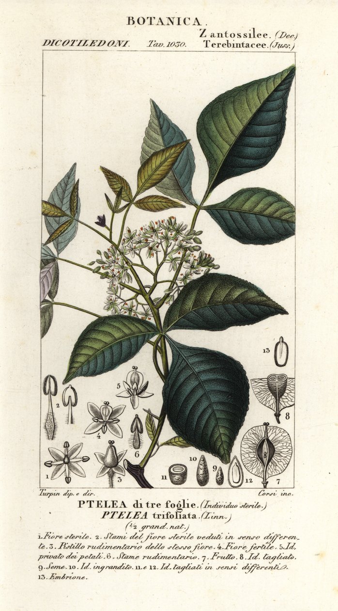Common hoptree by Corsi Corsi