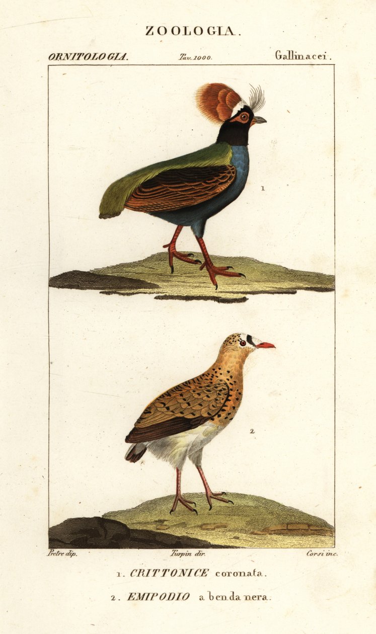 Crested partridge and buttonquail by Corsi Corsi