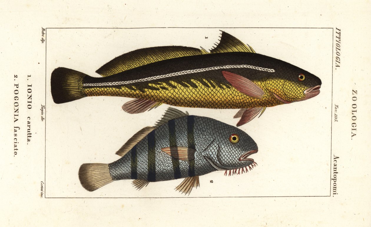 Karut croaker and black drum by Corsi Corsi