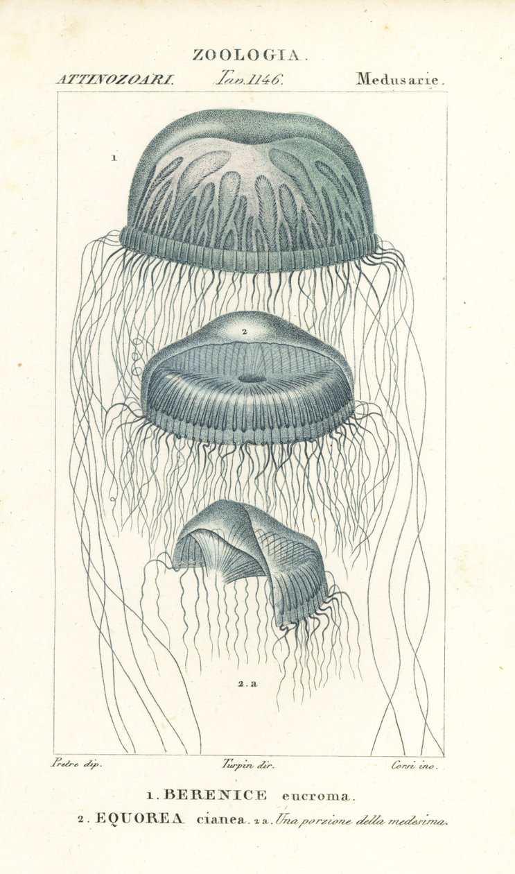 Naked-eye medusa jellyfish, Berenix euchroma and crystal jelly, Aequorea cyanea by Corsi Corsi