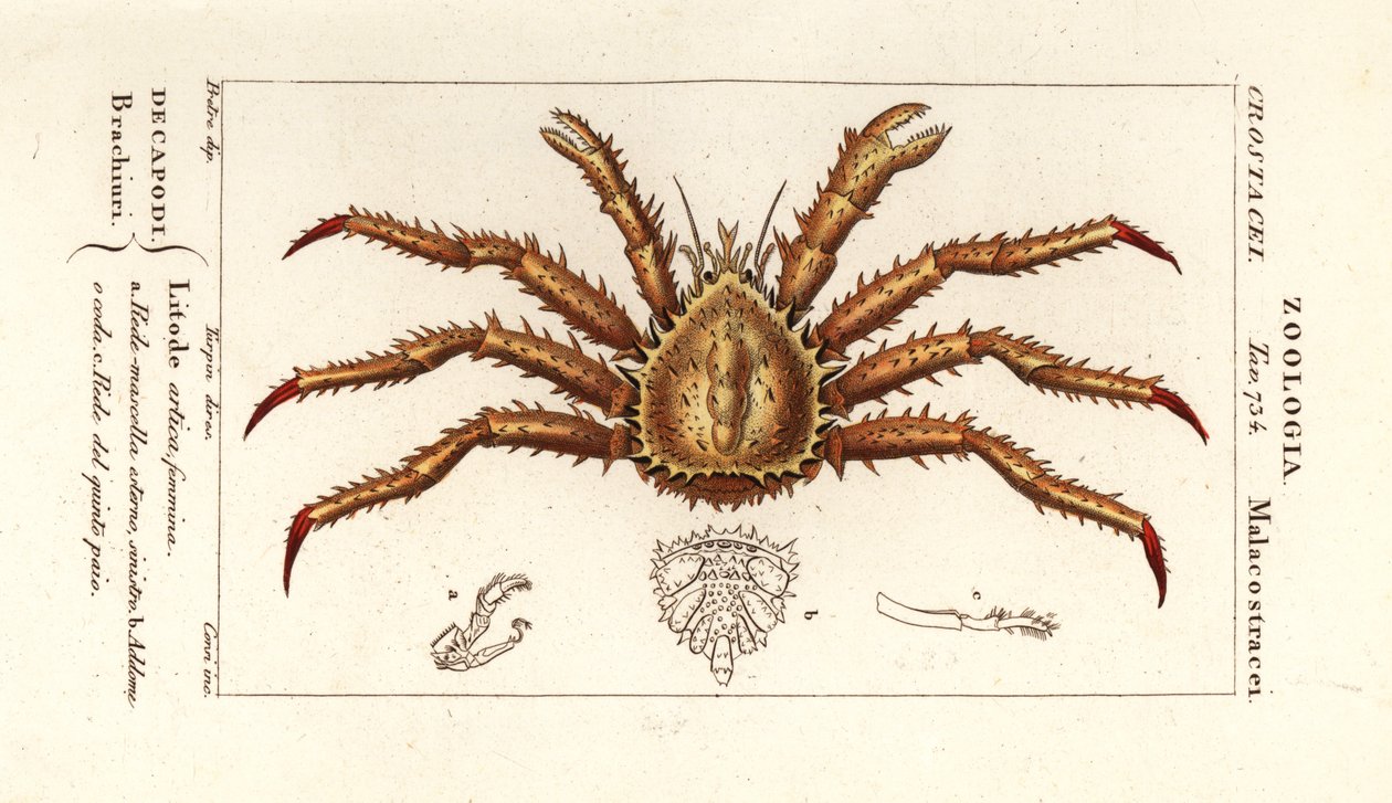 Norway king crab, Lithodes maja by Corsi Corsi