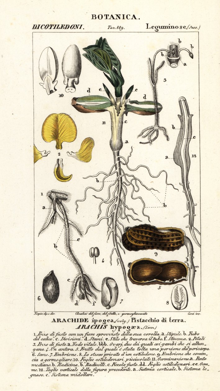 Peanut or Groundnut, Arachis hypogaea by Corsi Corsi