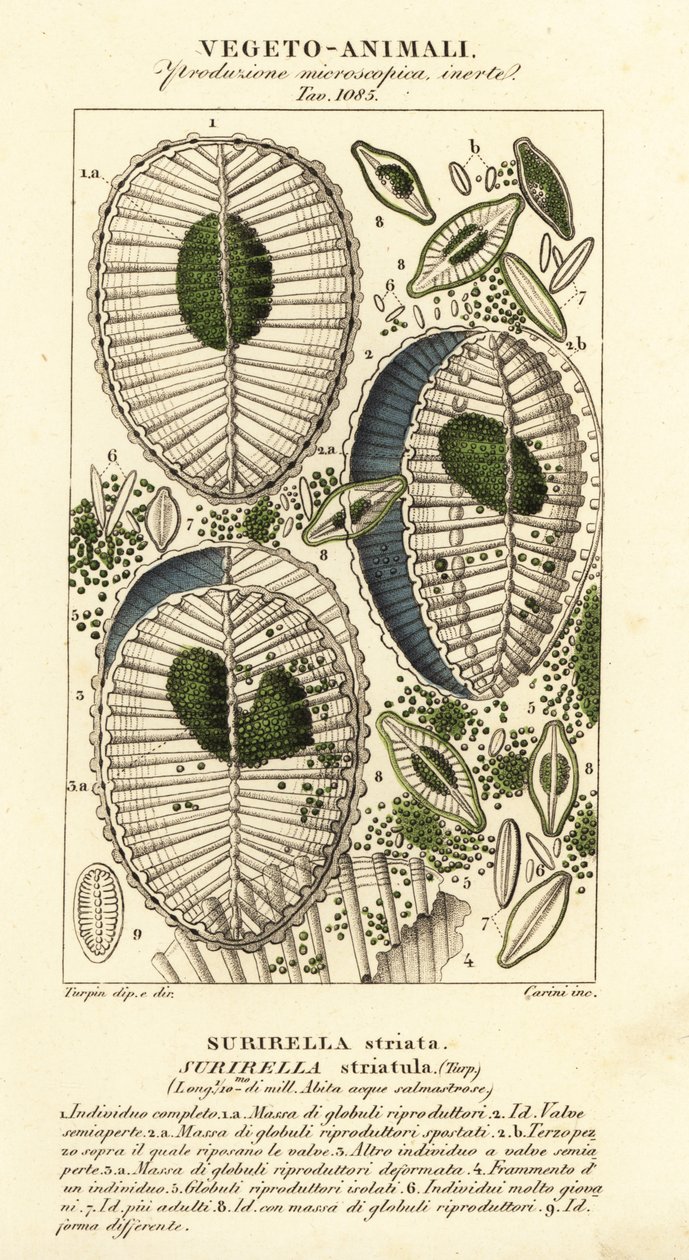 Plankton, Surirella striatula, Surirella striata by Corsi Corsi