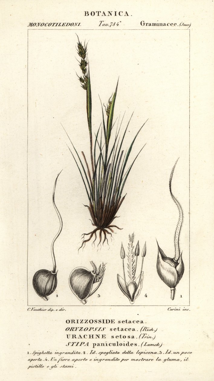 Speargrass, Piptochaetium panicoides by Corsi Corsi