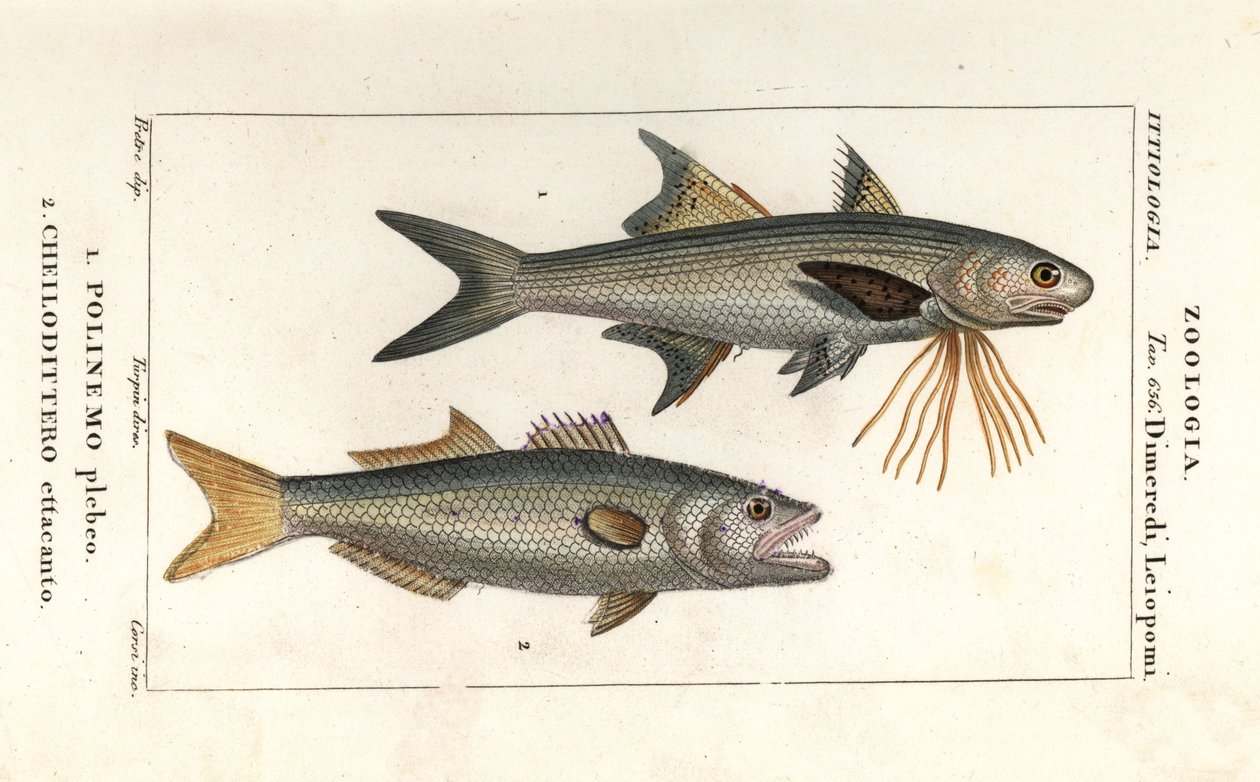 Striped threadfin and bluefish by Corsi Corsi