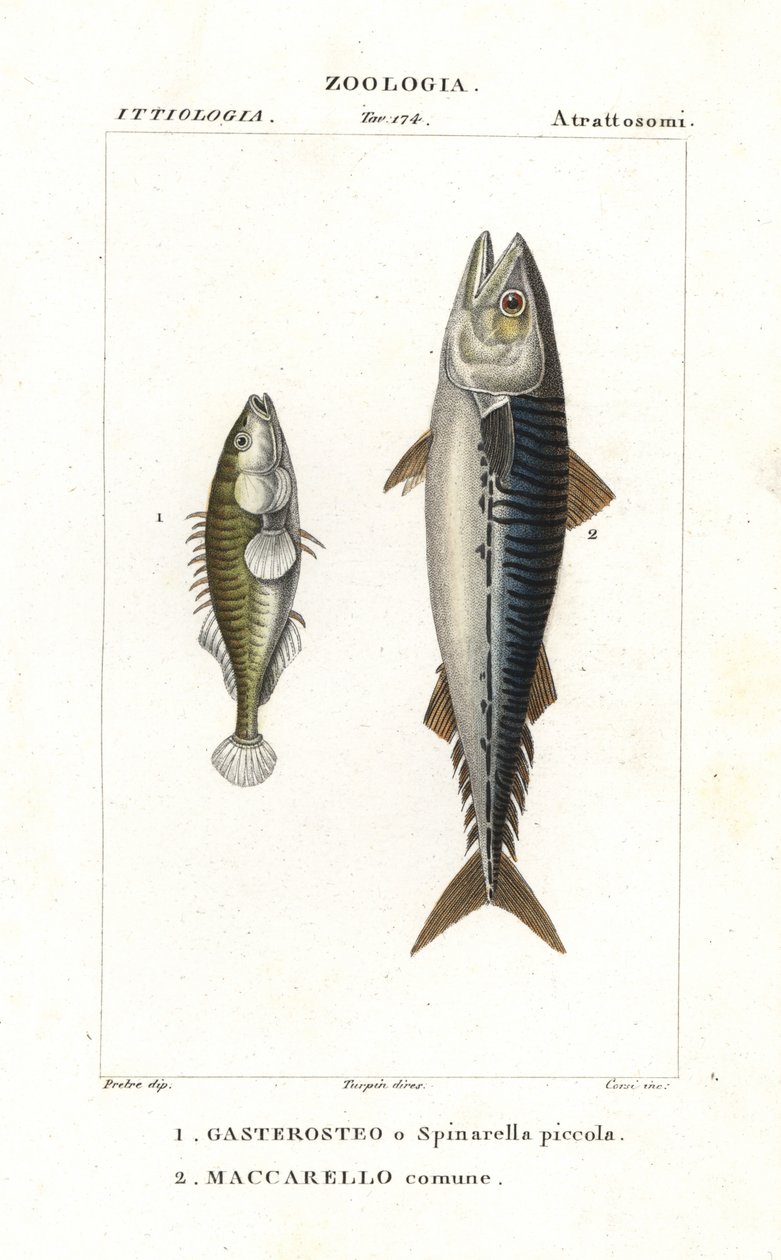 Three-spined stickleback and Atlantic mackerel by Corsi Corsi