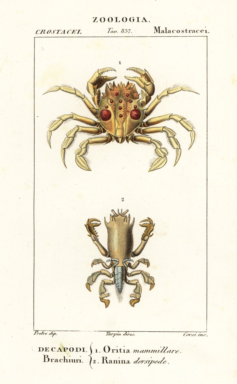 Tiger crab and frog crab by Corsi Corsi