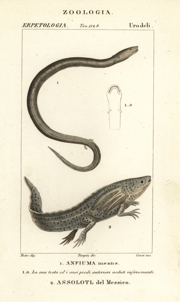 Two-toed amphiuma, Amphiuma means, and critically endangered axolotl or ...