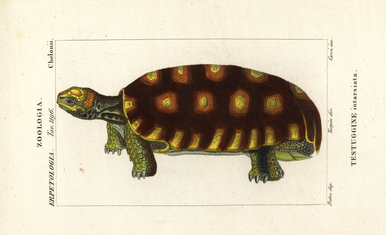 Yellow-footed tortoise or Brazilian giant tortoise by Corsi Corsi