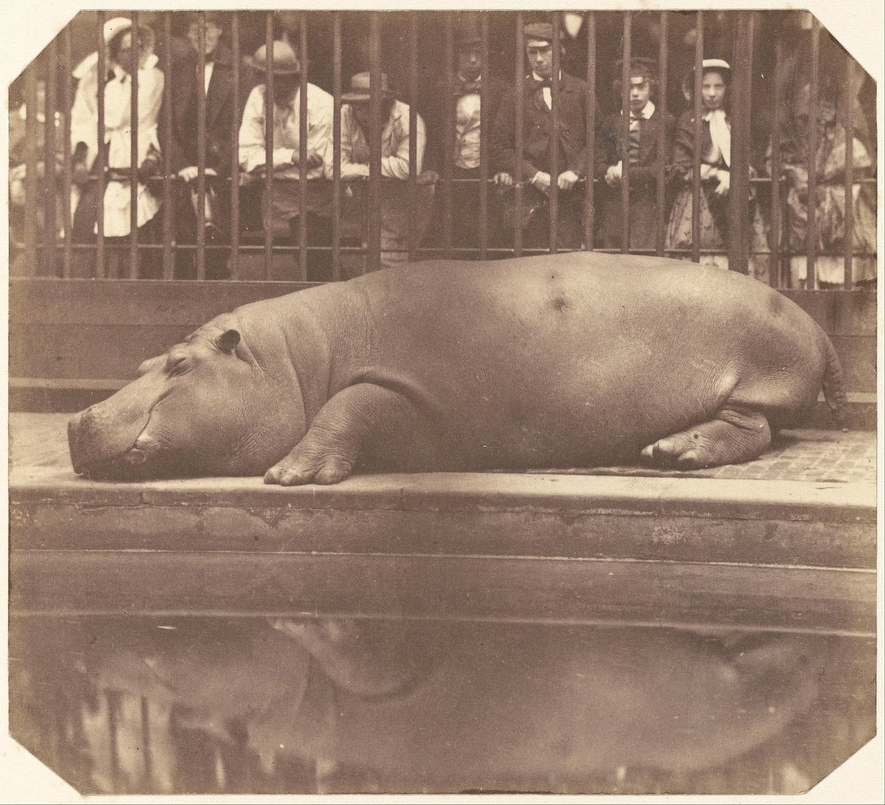 The Hippopotamus at the Zoological Gardens, Regent