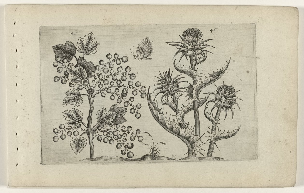 Currant and Milk Thistle by Crispijn van de Passe (I) (attributed to)