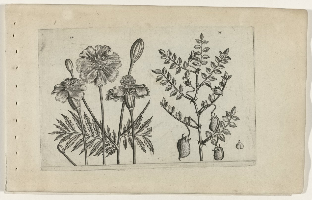 Marigold and Chickpea by Crispijn van de Passe (I) (attributed to)
