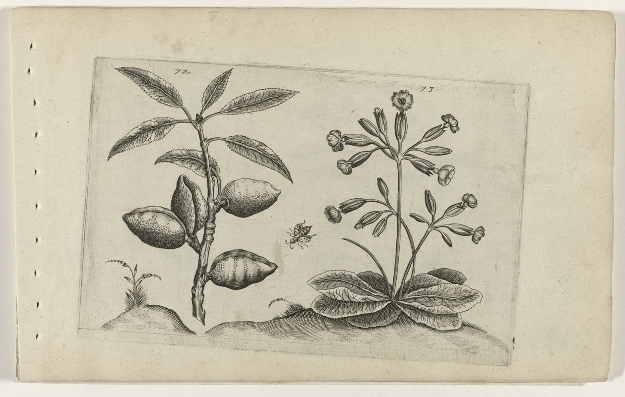 Almond Tree and Golden Primrose by Crispijn van de Passe (I) (attributed to)