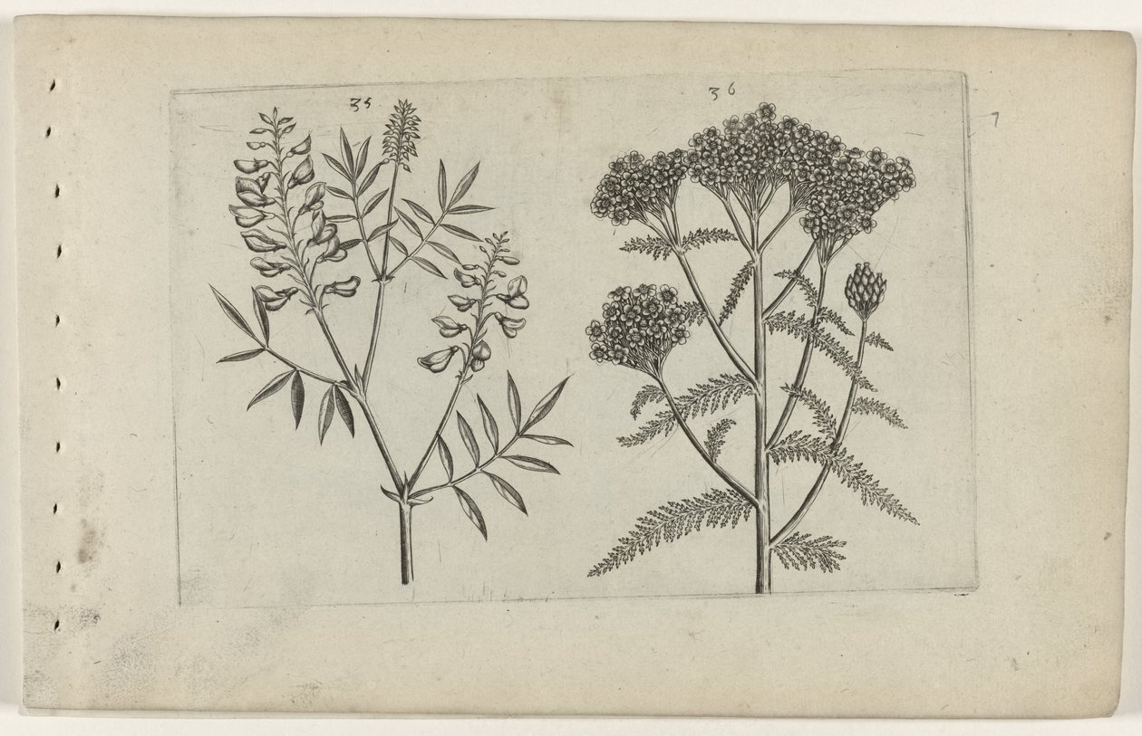 Vetch and Yarrow (Cognoscite lilia series) by Crispijn van de Passe (I) (attributed to)