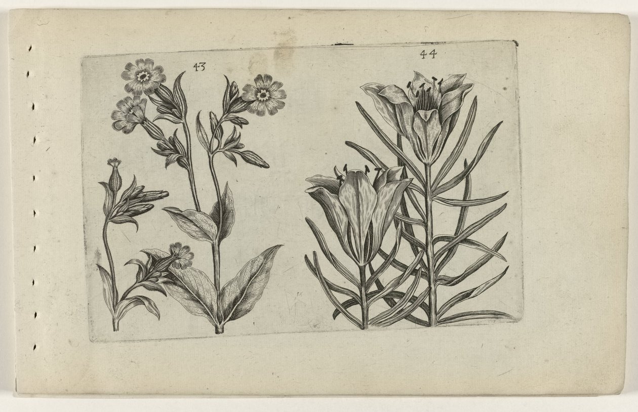 Day Cuckoo Flower and Rye Lily by Crispijn van de Passe (I) (attributed to)
