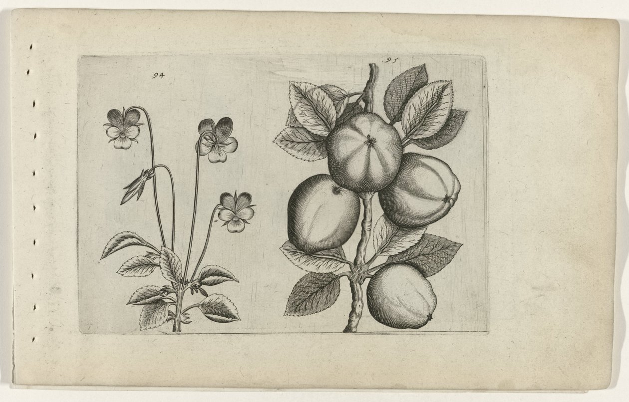 Tricolor Violet and Apple (Cognoscite lilia series) by Crispijn van de Passe (I) (attributed to)