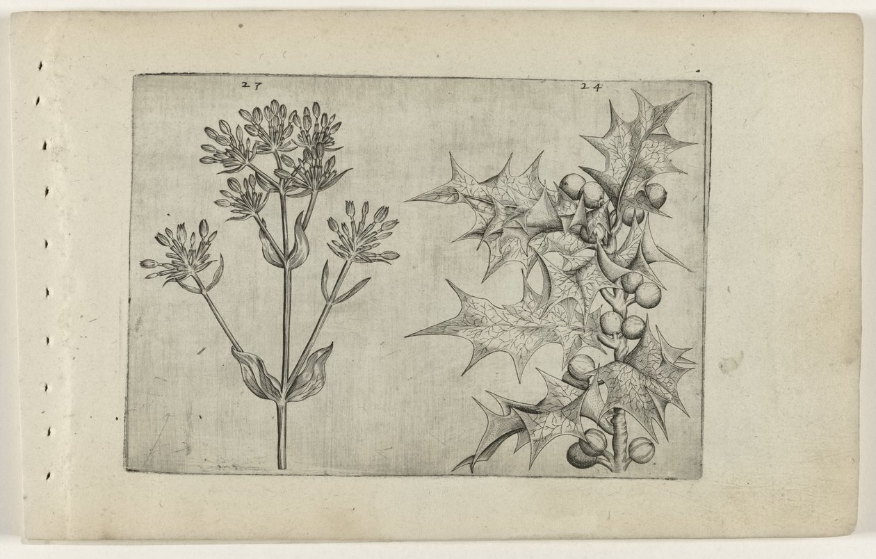 Centaury(?) and Holly (Cognoscite lilia series) by Crispijn van de Passe (I) (attributed to)